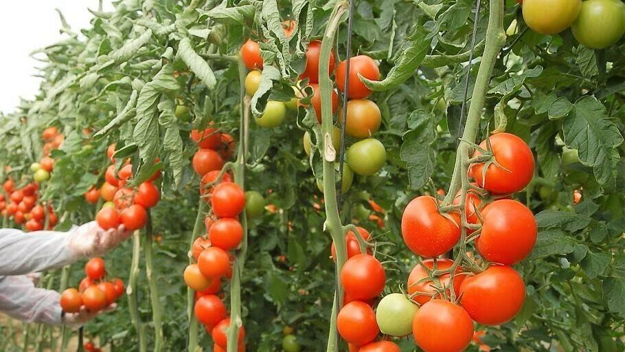 tomates planta|Grafico tomate en México